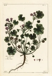 Malva comune o malva a foglie rotonde, Malva pusilla
