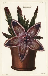 Fiore stella marina o pianta carogna, Stapelia hirsuta Linn.