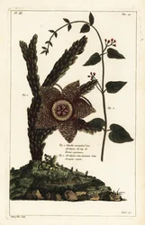 Pianta stella marina, Orbea variegata 1 e Vincetoxicum hirundinaria 2