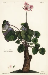 Specie irrisolta di geranio, Geranium umbellicatum
